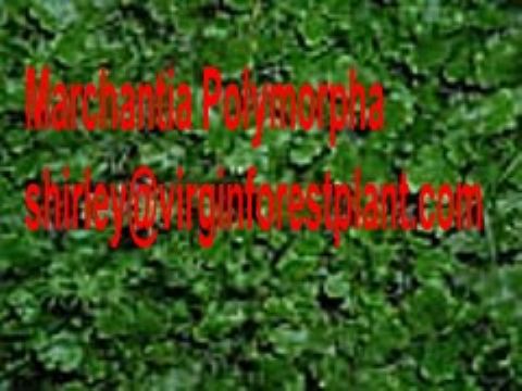 Marchantia Polymorpha (Shirley At Virginforestplant Dot Com)